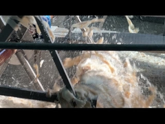 ผิววัว อาหาร จีเลติน สตบิลิเซอร์ จีเลติน ไฮโดรไลเซต ฮาลาล